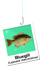Bluegill Photo
