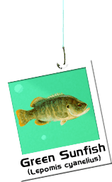 Sunfish Photo